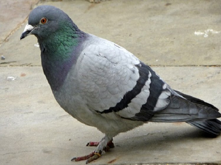 190 pigeons found dead in Ahmedabad city; bird flu suspected to be cause