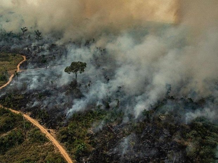 1,300 forest fires reported in Mizoram in 2020, 1,090 caused due to 'jhum'
