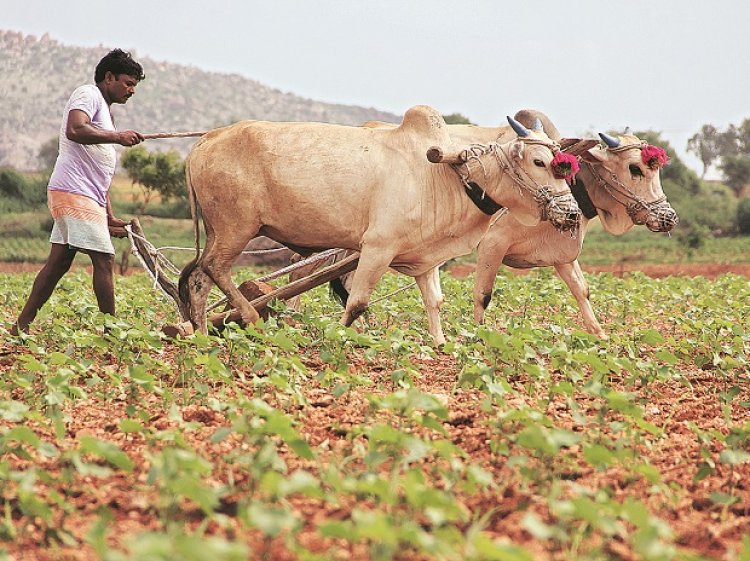 NABARD lays emphasis on farmer producer organisation: official