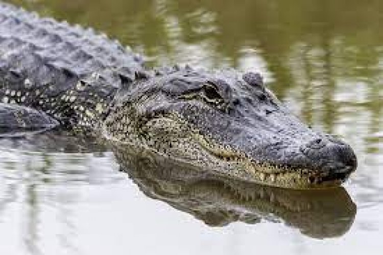 Crocodile rescued from a sewer in Navi Mumbai