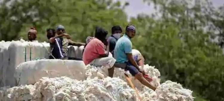 Kalahandi exports high quality cotton to Bangladesh