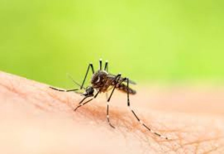 Study focuses on using landscape connectivity to control deadly mosquito-borne viruses
