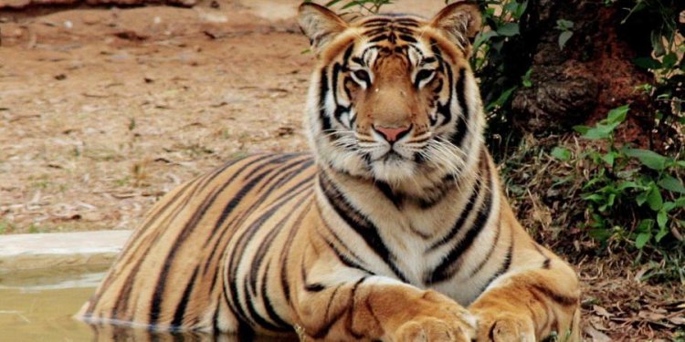 MP: Tiger found dead in forest at Seoni; two detained