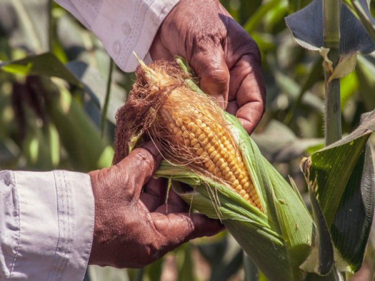 Adaptation, not irrigation recommended for Midwest corn farmers: Study