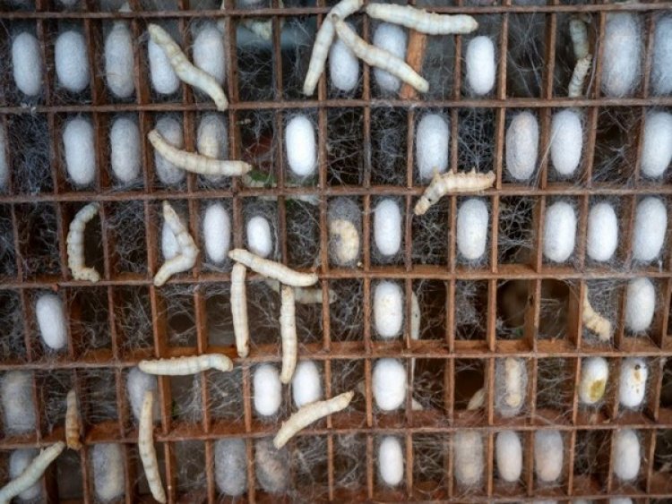 Researchers use silkworm silk hoping for better treatment of muscle atrophy