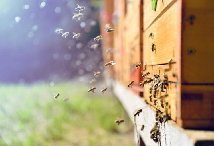 Shivamogga farmers urged to use eco-friendly ways to tackle pests, save honey bees