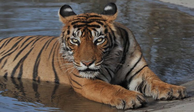 Six tigers missing at Ranthambore National Park