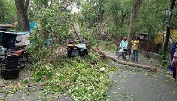 Strong winds bring down trees in parts of Rajasthan