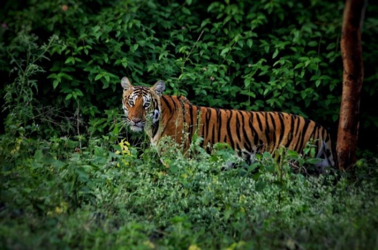 Tigress translocated from Odisha to MP's Kanha reserve