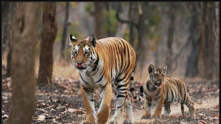 Tigress gives birth to four cubs in MP's Panna reserve
