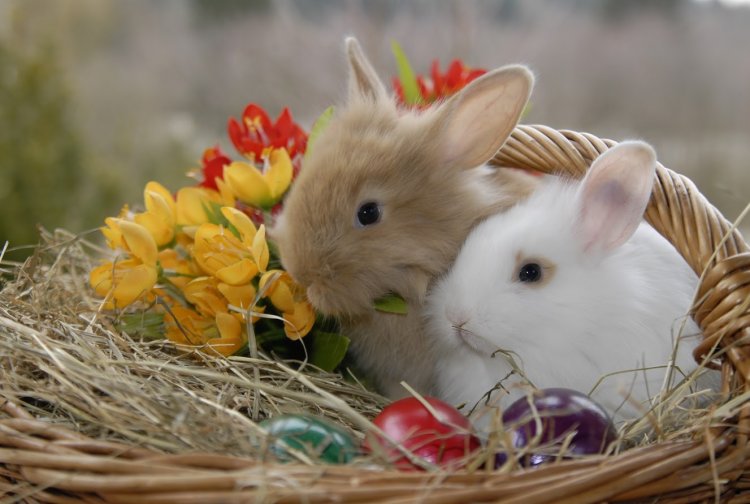 Animal Advocate Discourages Pets As Easter Gifts