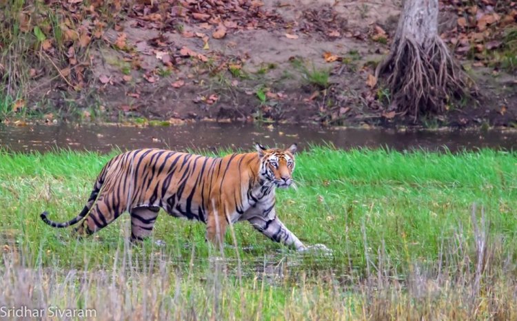 Tiger found dead in MP's Bandhavgarh reserve