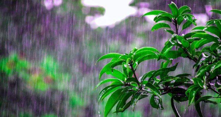 Monsoon to be 'healthy normal' this year: Skymet