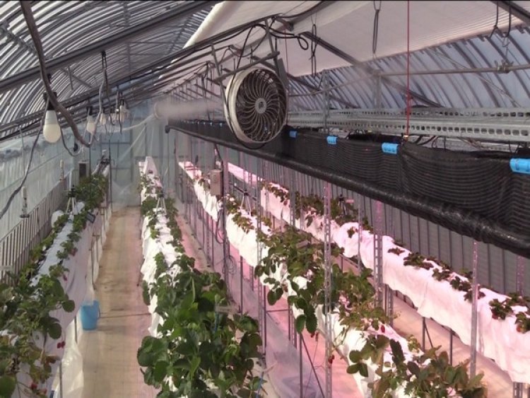 Panasonic introduces agricultural technology in Japan