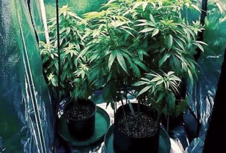 Maha: 2 held by NCB for growing cannabis in flat