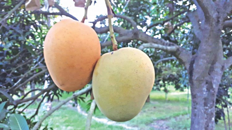 Maha: Conserving rare mangoes of Himayat Bagh