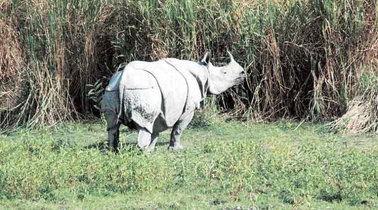 Carcass of rhino with horn missing found in Assam