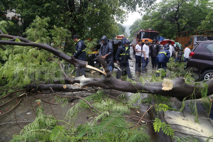 Two killed in tree collapse incident in Thane