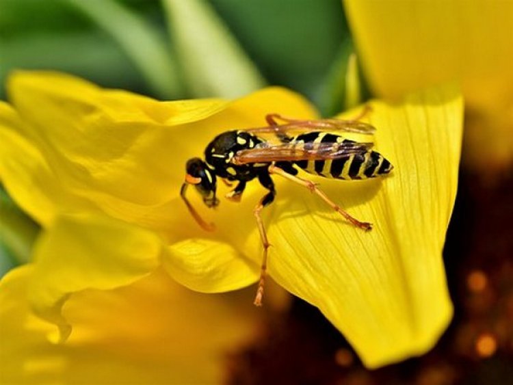 Wasps valuable for ecosystems, economy and human health just like bees: Study