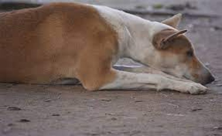 Man held for killing stray dog in Mumbai