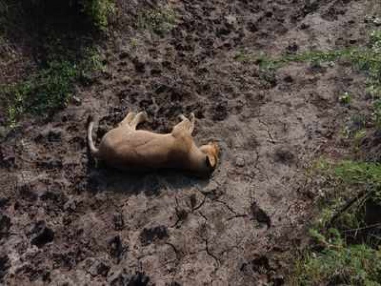 Lion found dead near Gujarat's Gir forest