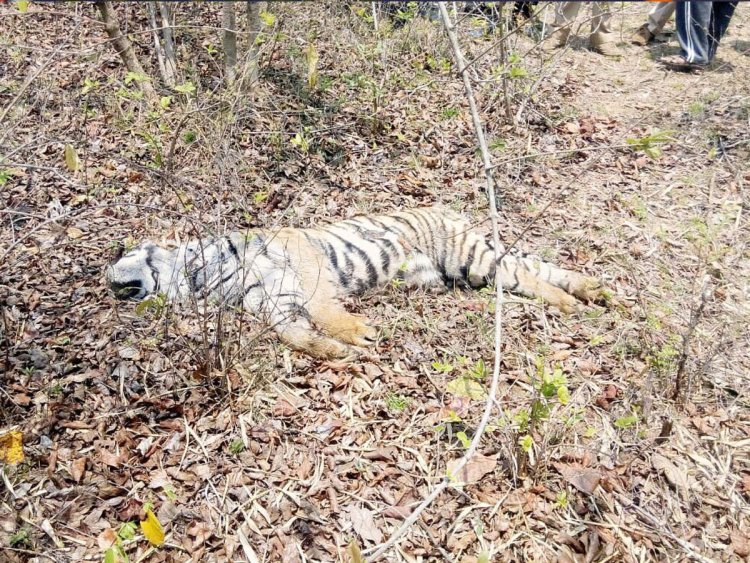 Tiger found dead in canal in MP's Balaghat district