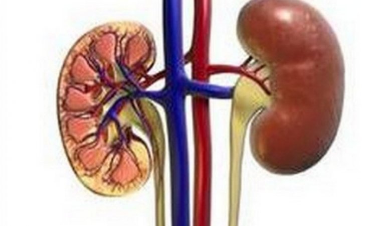 Lipid droplets help protect kidney cells from damage: Study