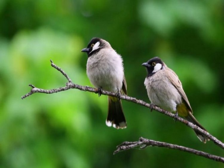 Traffic noise causes song learning deficits in birds: Study
