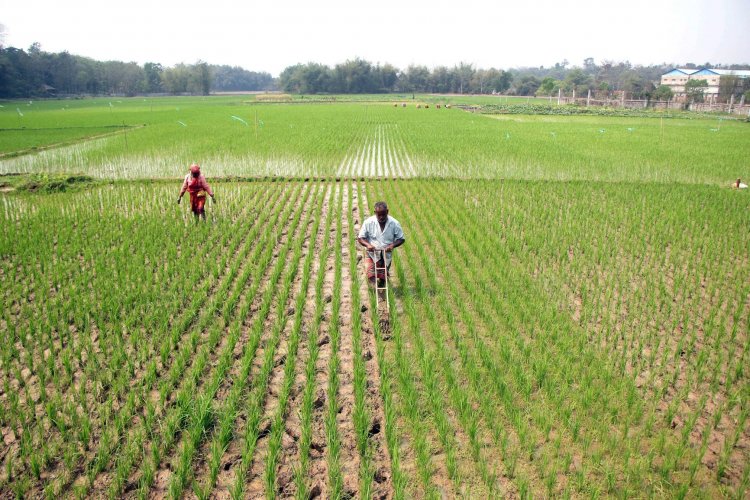 Rs 10,000 subsidy for Chhattisgarh farmers to grow crops other than paddy