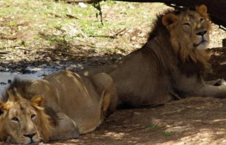 Gujarat: Lioness, four blackbucks found dead near dam