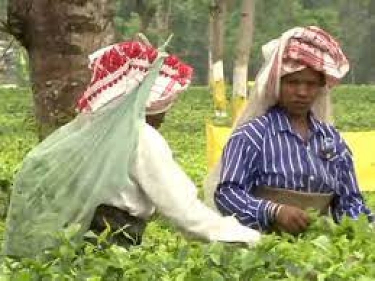 Tripura planter bets on hand-rolled orthodox tea variety