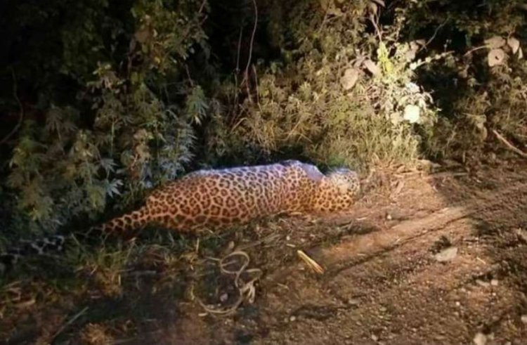 Leopard carcass found in UP's Shahjahanpur