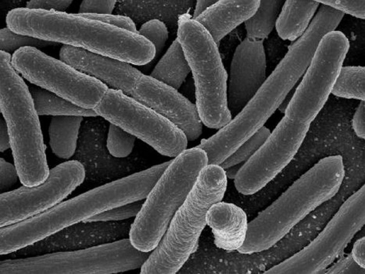 Researchers find good bacteria can temper chemotherapy side effects