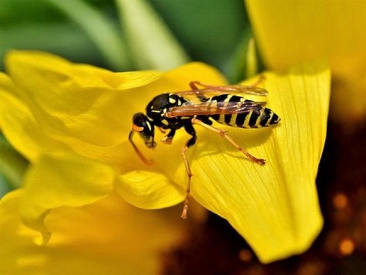 Pollen-sized technology protects bees from deadly insecticides: Study