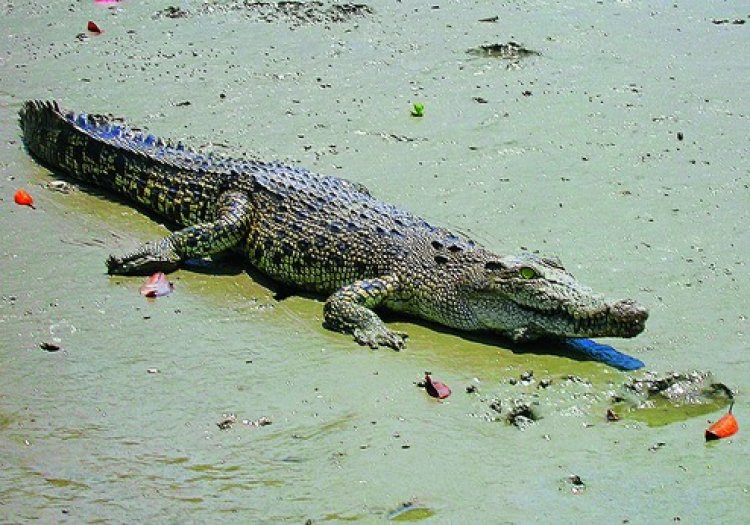 Crocodile rescued from Sundarbans village