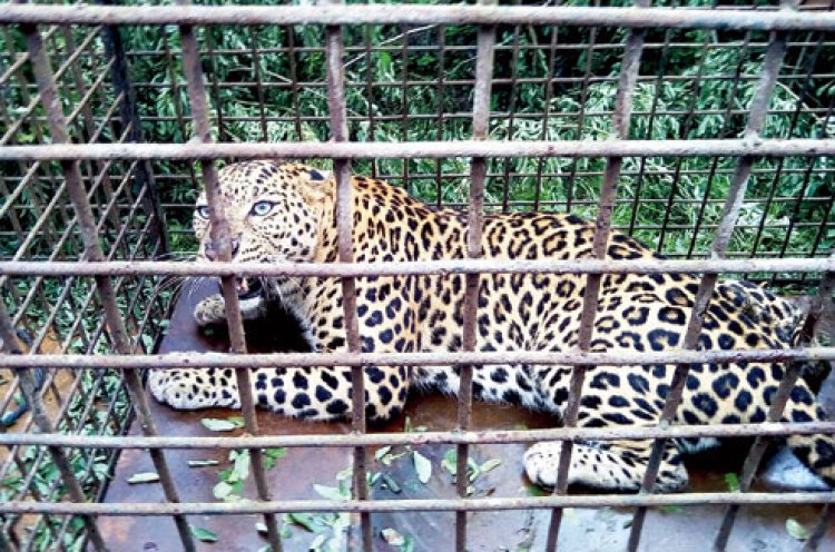 Leopard caged in Bengal tea garden, third in a month