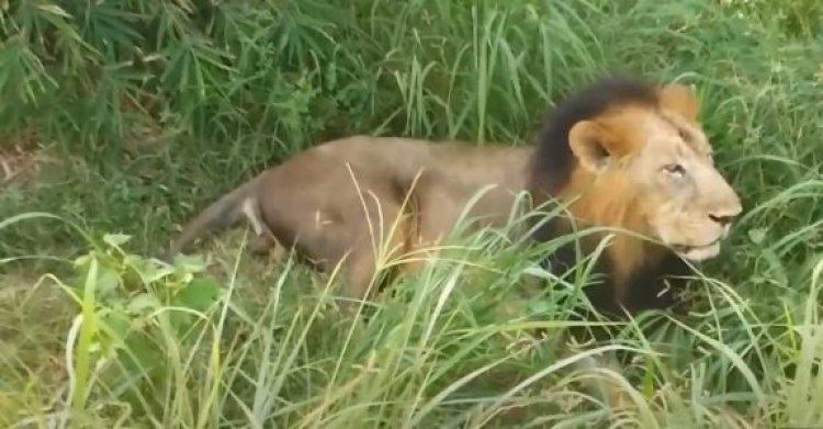 Lioness in TN zoo dies of virus