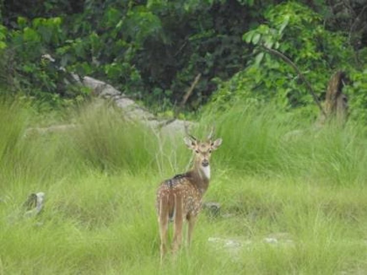 Assam gets sixth national park on world environment day