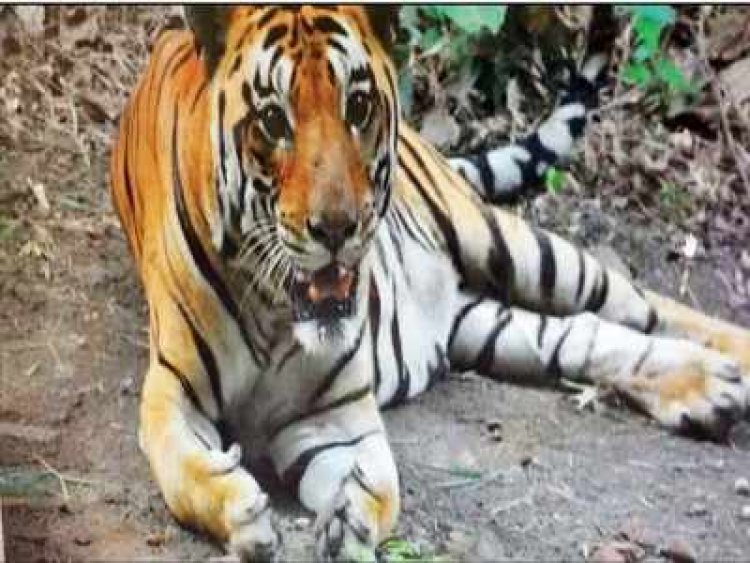 Tigress dies of old age in MP's Van Vihar national park