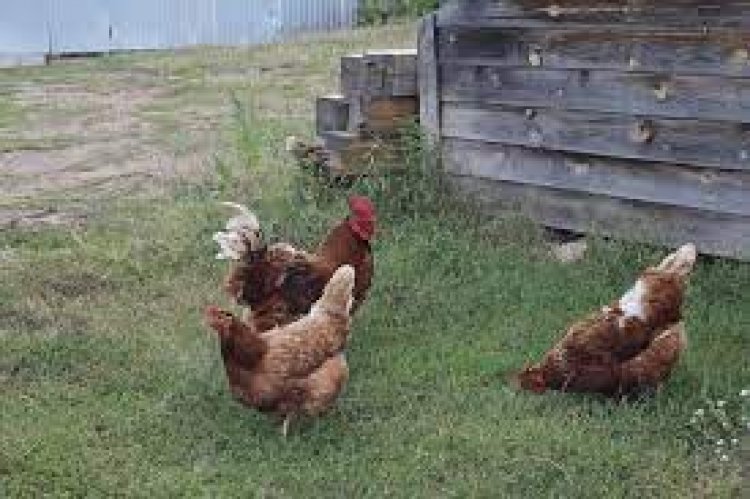 Chickens enriches immunity by reducing fatigue