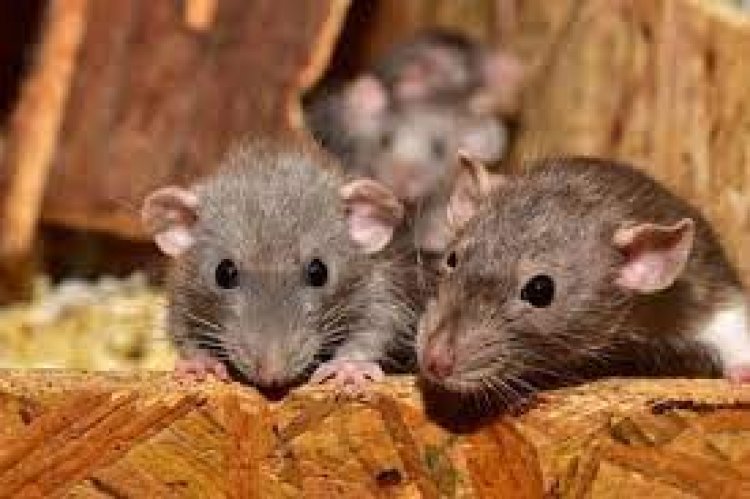 Rats nibble body in morgue of Indore hospital