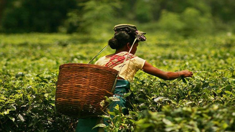 Special e-auction of Assam tea generates good response