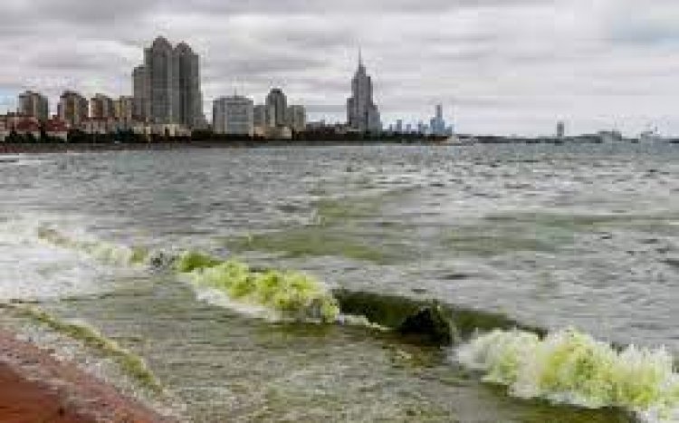 Chinese port city uses boats, scoops to fight algae bloom