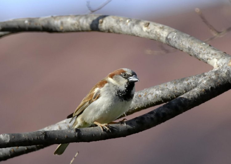 House sparrow population is stable, says report