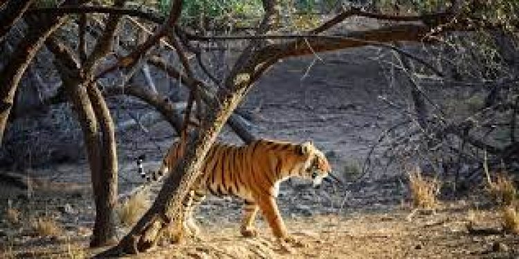 Tiger count goes up up in Amrabad Reserve of Telangana
