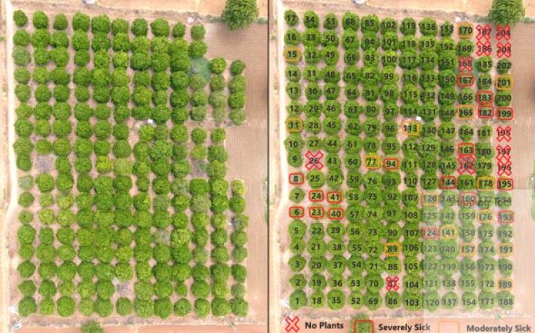 Samhitha, India's First Precision Farming Advisory, Clocks 30 percent Higher Yield for Citrus Crops in Telangana and AP