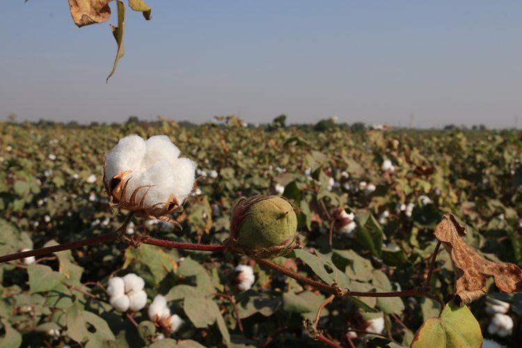 CAI reduces cotton crop estimate to 31.3 mn bales for 2022-23 season