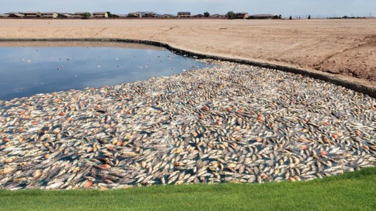 Large number of fish found dead in Berhampur pond