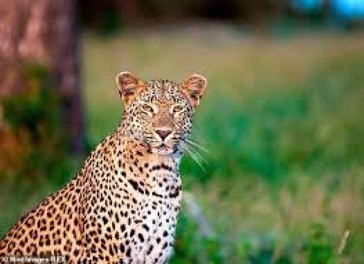 Leopard that killed 2 children in UP caught