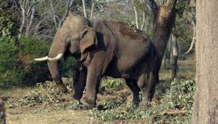 Elephant dies of electrocution in Chhattisgarh